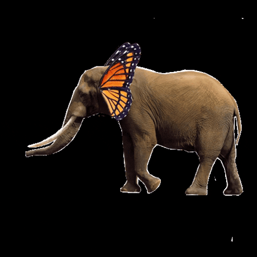 Flying Butterfly Elephant Ears GIF