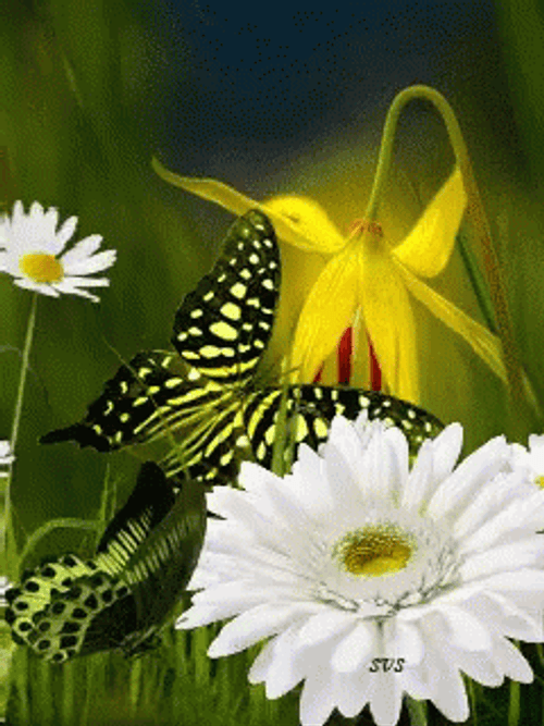 Flying Butterfly Flower Animation GIF 