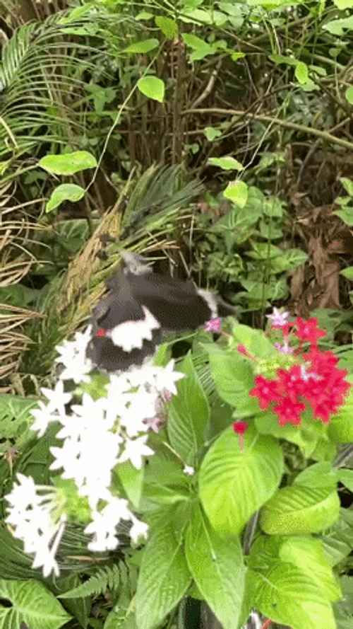 Flying Butterfly Fly Away Garden GIF