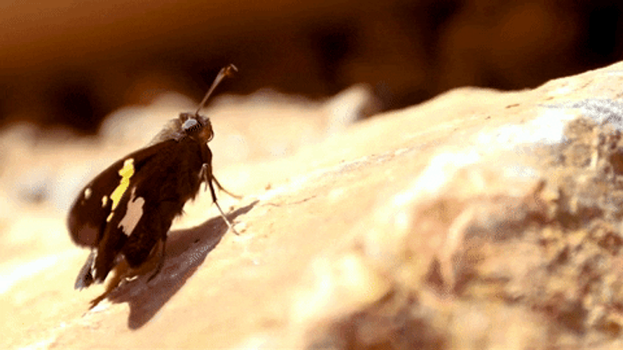 Flying Butterfly Fly Away Insects GIF