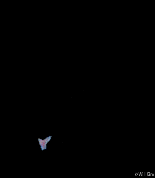 Flying Butterfly Free Spirit Animation GIF
