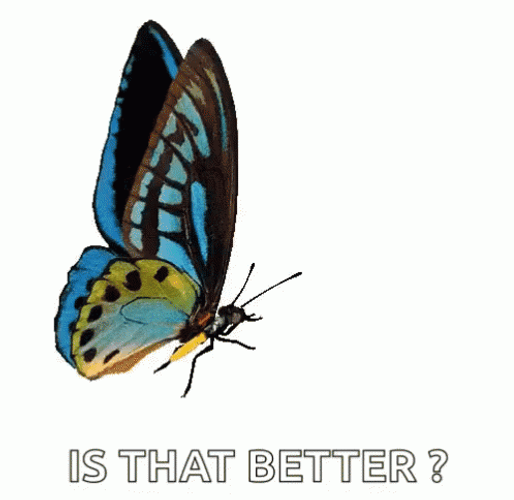 Flying Butterfly Is That Better GIF