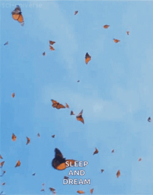 Flying Butterfly Sky Sleep And Dream GIF