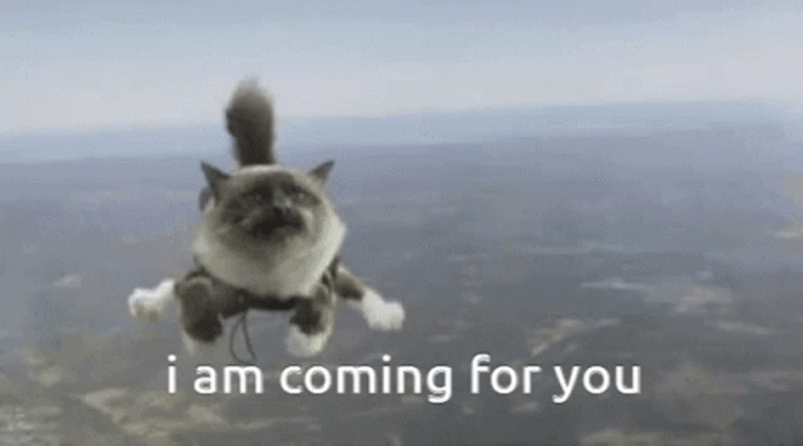 Flying Cat Coming For You Meme GIF