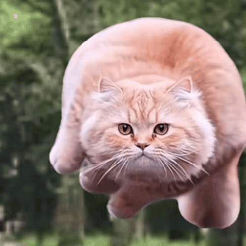 Flying Cat Looking at Camera