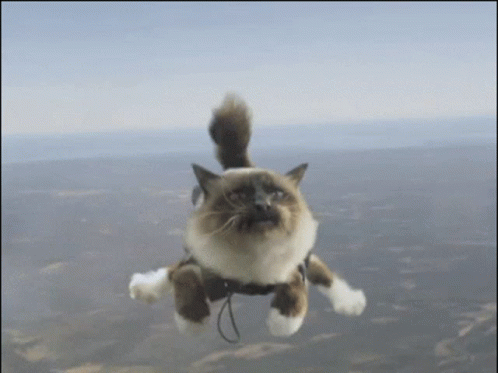 Flying Cat Wearing Collar