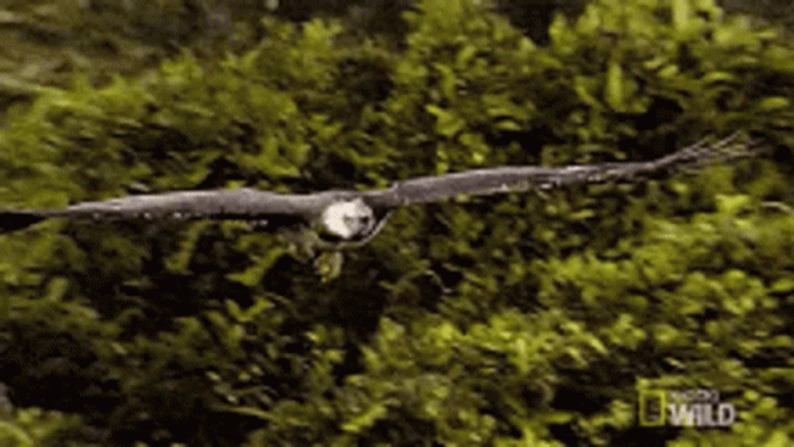 Flying Eagle Glide GIF