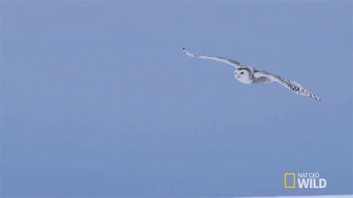 Flying Hedwig On Sky GIF