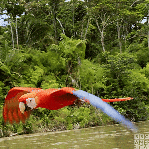 Flying Macaw Wings GIF