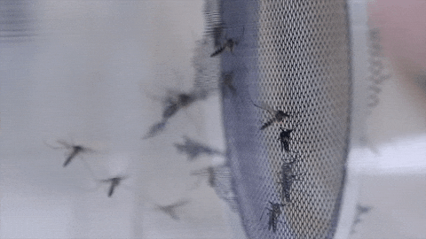 Flying Small Black Mosquito GIF