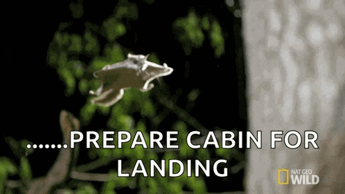 Flying Squirrel The Cutest Flying Rodent Gif GIF