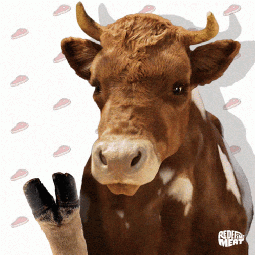 Fo Sho Hello Cow GIF