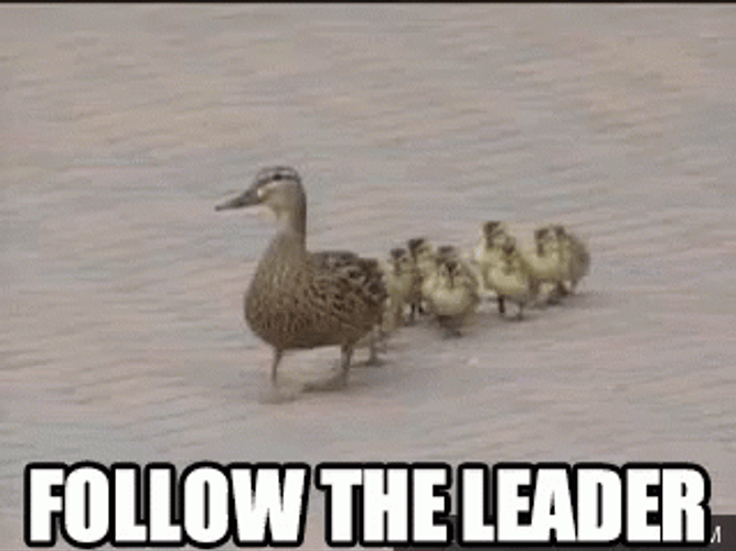 Follow The Mother Duck GIF