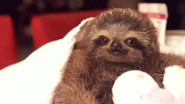 Follow Your Dreams Sloth Motivational GIF