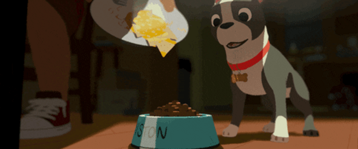 Food Coma Boston Terrier Thanksgiving GIF
