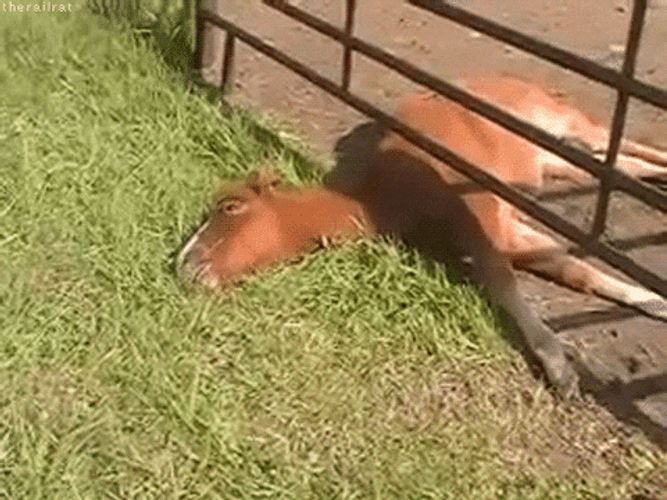 Food Coma Horse Eating Grass GIF