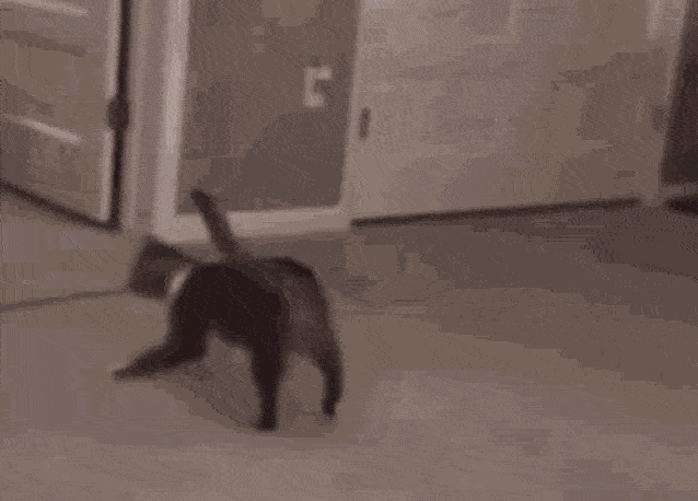 Fool Funny Cat Playing With Its Toy GIF