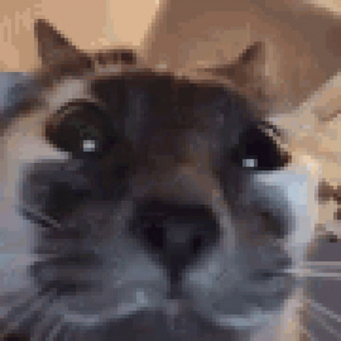Fooling Around Huh Cat Meme GIF