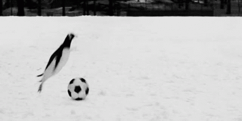 Football Funny Penguin GIF