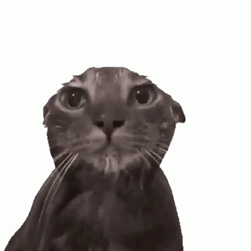 Forced To Bathroom Cat Screaming GIF