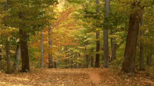 Forest Aesthetic Autumn Leaves GIF