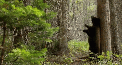 Forest Bear Tree Scratch Back GIF