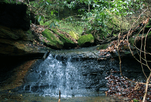 Forest Beautiful Stream Waterfall GIF
