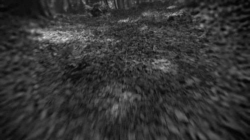 Forest Black And White Run GIF