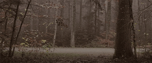 Forest Car Drive Loop GIF