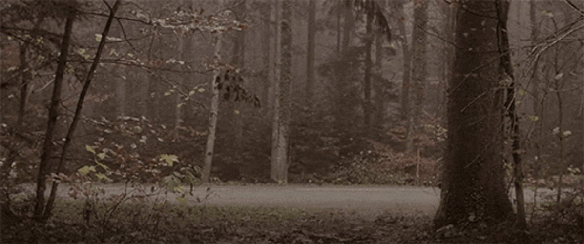 Forest GIFs GIFDB Forest GIFs GIFDB