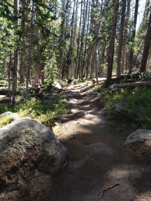 Forest Dogs Mountain Hiking Adventure GIF