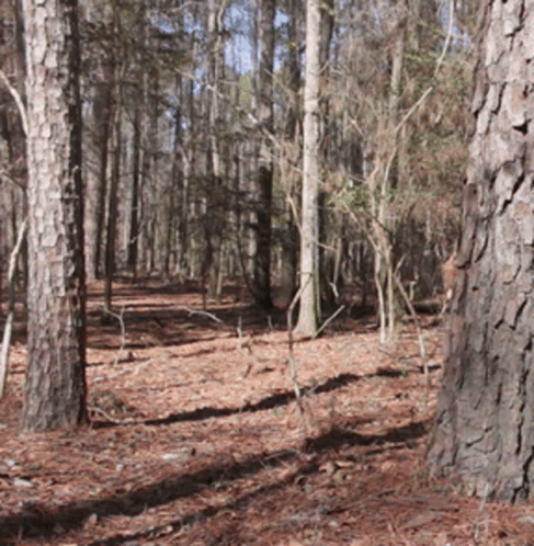 Forest Filled With Trees and Pine Needles