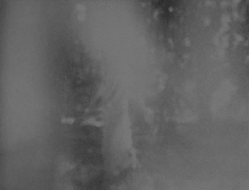 Forest Ghost Creepy Walk GIF