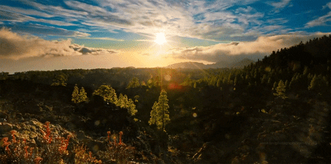 Forest Mountain Morning Sunrise GIF