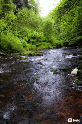 Forest Nature Lake Landscape GIF