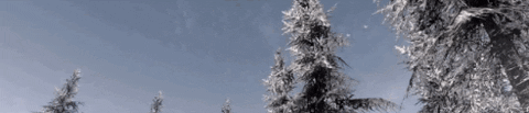 Forest Snow Fir Tree GIF