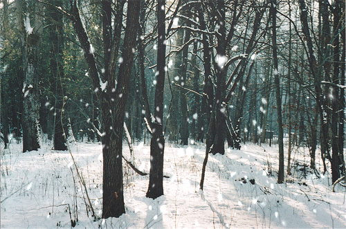 Forest Snow Slow Fall GIF
