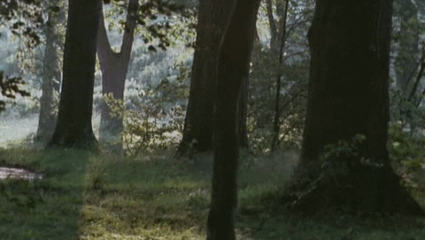 Forest Strong Wind Gust GIF