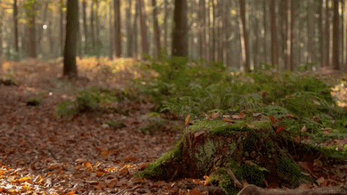 Forest Stump Falling Leaves GIF