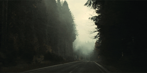 Forest Tall Trees Road Drive GIF