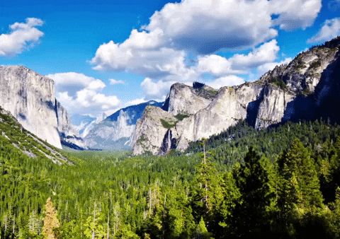 Forest Timelapse GIF