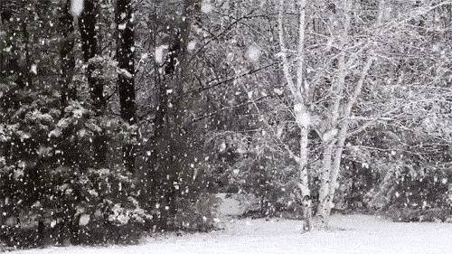 Forest White Christmas Snow GIF