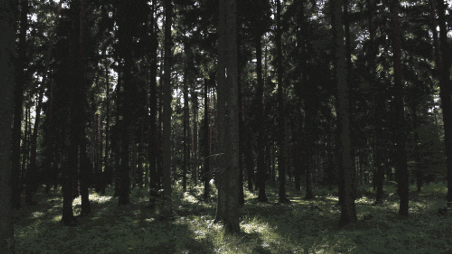 Forest GIFs GIFDB Forest GIFs GIFDB
