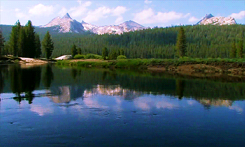 Forest Yellowstone Park Lake GIF