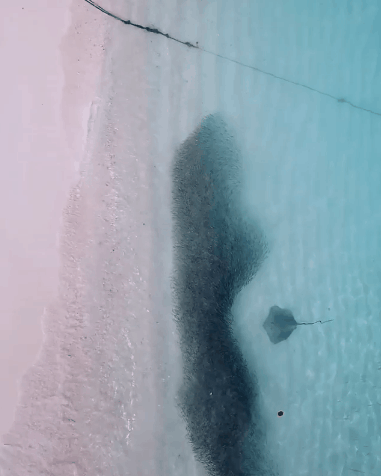 Forever Alone Stingray Beach GIF