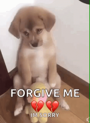 Sad Doggo Forgive Me GIF