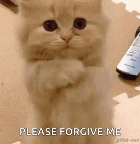 Please Forgive Me GIF