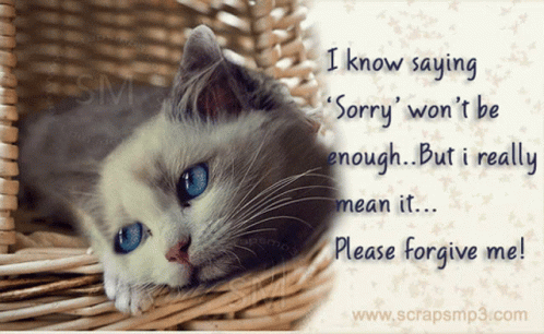 Saying Sorry Won't Be Enough Forgive Me GIF