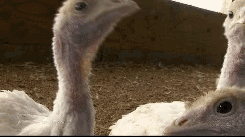 Four Baby Turkey GIF