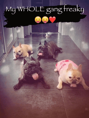 Four French Bulldogs Are Laying On A Tiled Floor With The Caption " My Whole Gang Freaky " GIF